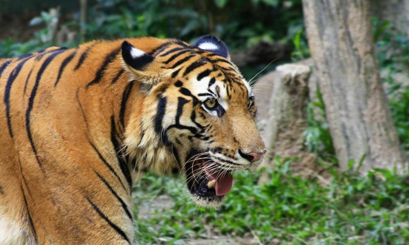 Benarkah Pakai Topi Terbalik Bisa Mencegah Serangan dari Harimau?