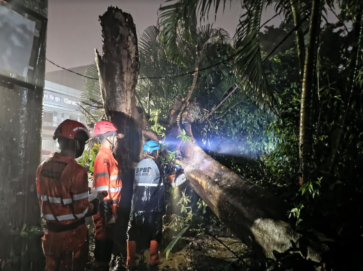 Pohon Setinggi 30 Meter Tumbang Menimpa Kios di Bogor