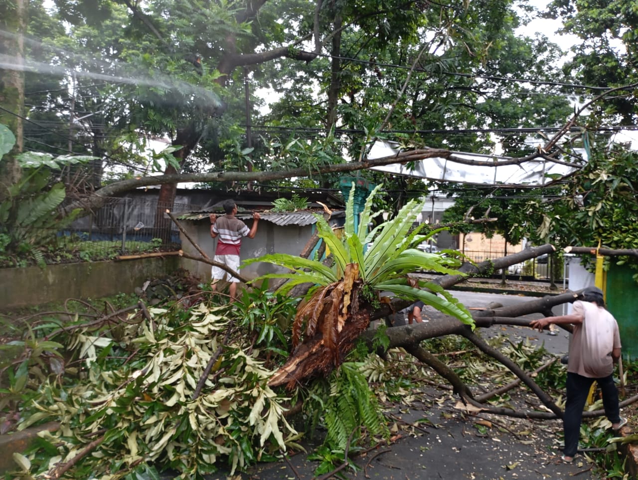 Bogor Diguyur Hujan Deras dan Angin Kencang, Banyak Pohon Tumbang