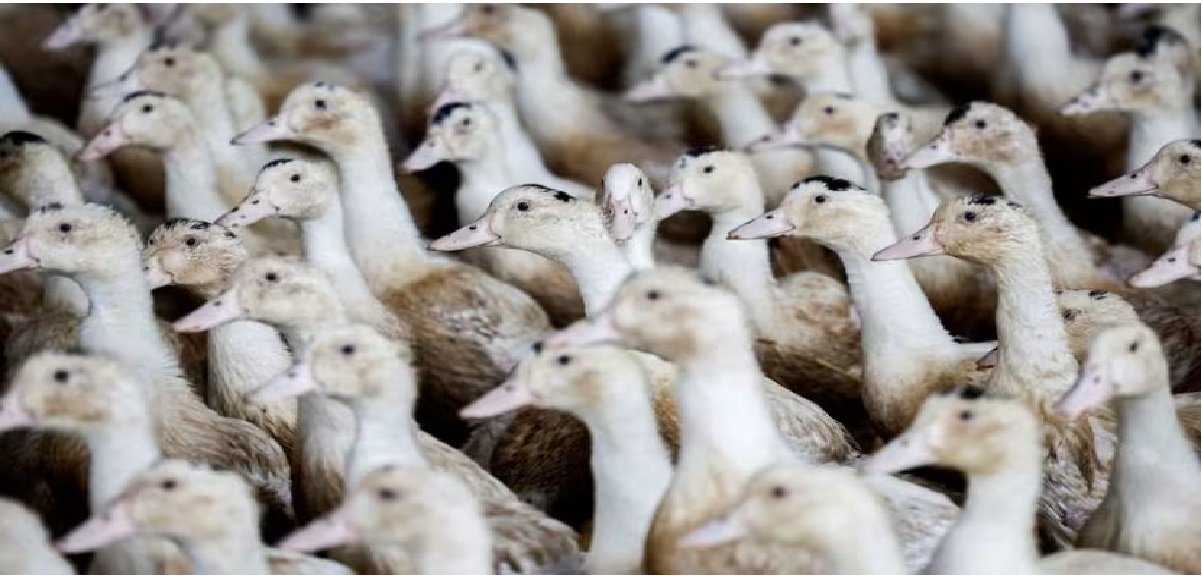 Flu Burung Melanda Peternakan Bebek Australia, Masuk Zona Karantina