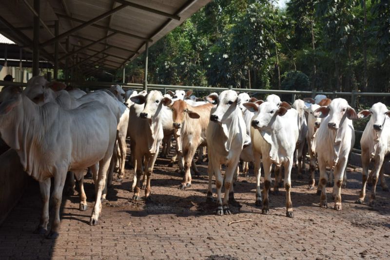 SBY dan AHY Kurban 14 Sapi, Dibagikan ke Warga Jabodetabek