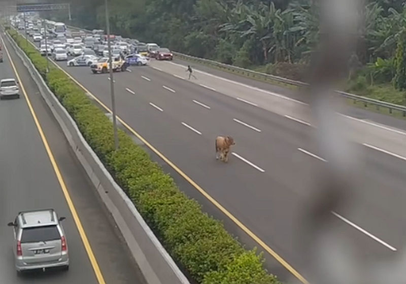 Viral Sapi Lepas di Jalan Tol Jagorawi hingga Bikin Kemacetan Panjang