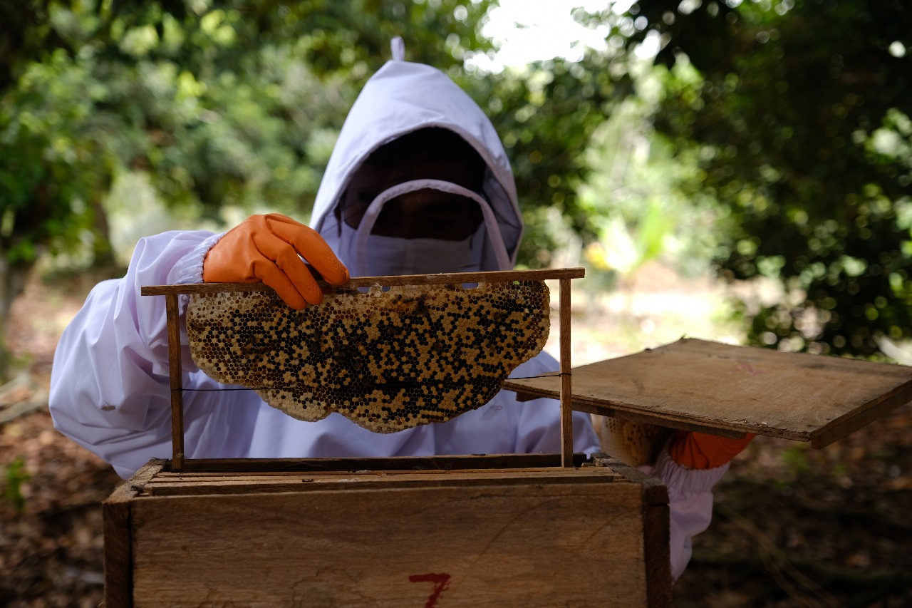Ini Tips Budidaya Lebah Madu hingga Tembus Pasar Ekspor