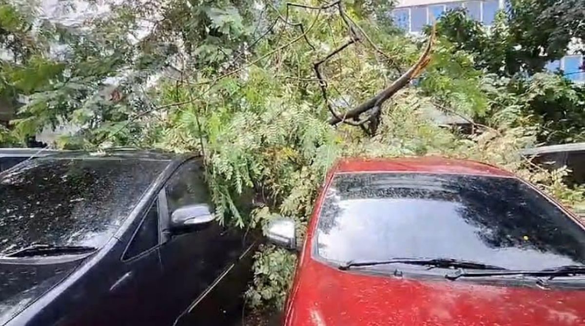 Pohon Besar Tumbang Timpa 2 Mobil di Jaksel, Sopirnya Ada di Dalam