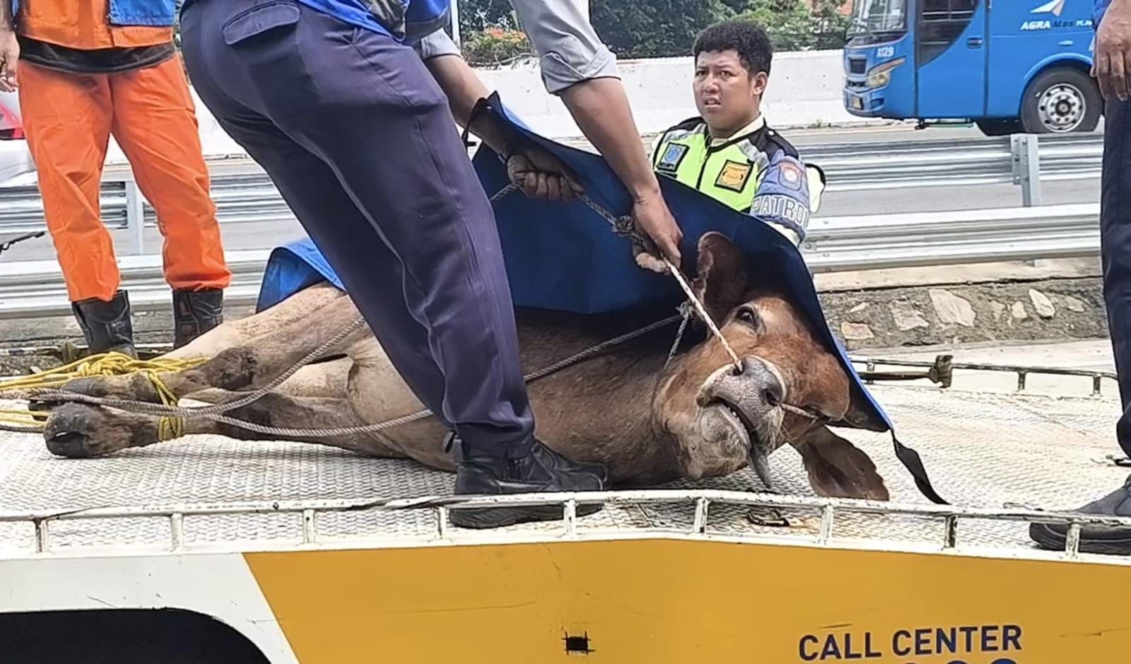 Duh! Sapi Kabur Masuk Tol Jagorawi, Petugas Susah Payah Menangkapnya